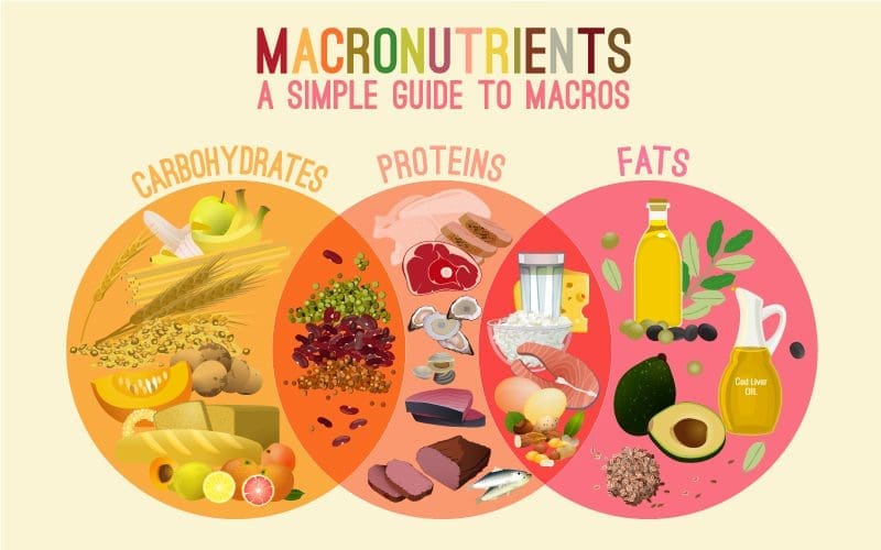 macronutrients-Swim-Time-Log